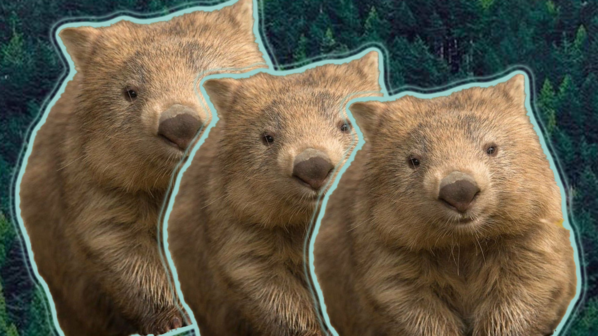 Australia busca paseador de Wombats ¡El mejor trabajo del mundo!