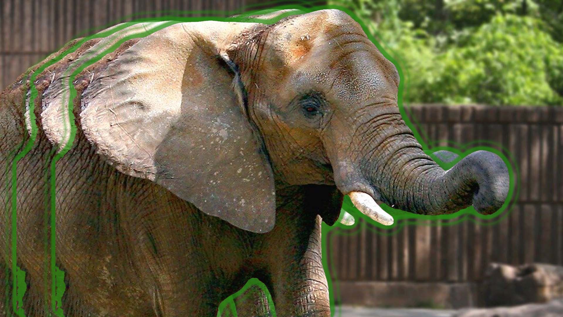 El zoológico nacional de Sudáfrica libera a su último elefante: Charlie