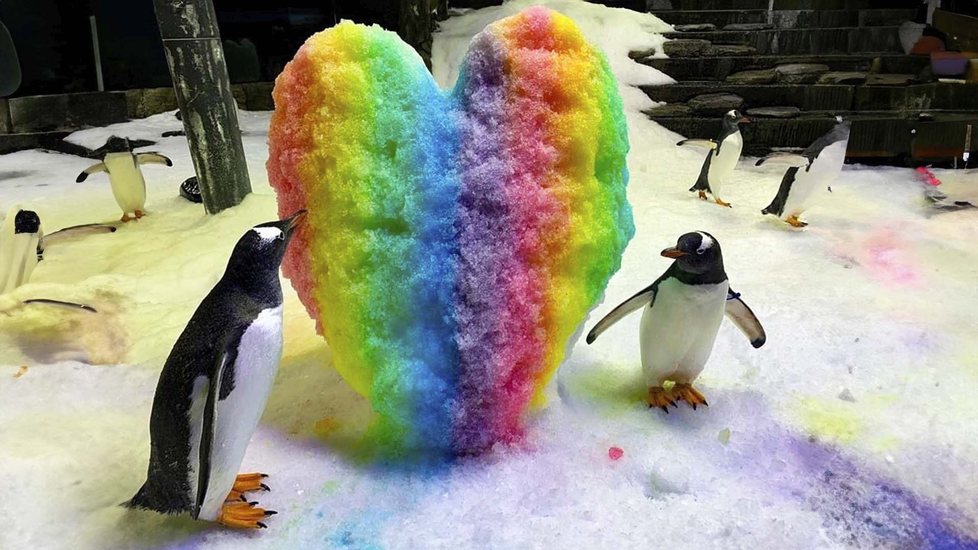 Muere Sphen, el pingüino gay de Sea Life Sídney