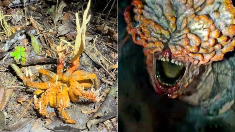 Influencer muestra una araña infectada por un “hongo zombi”