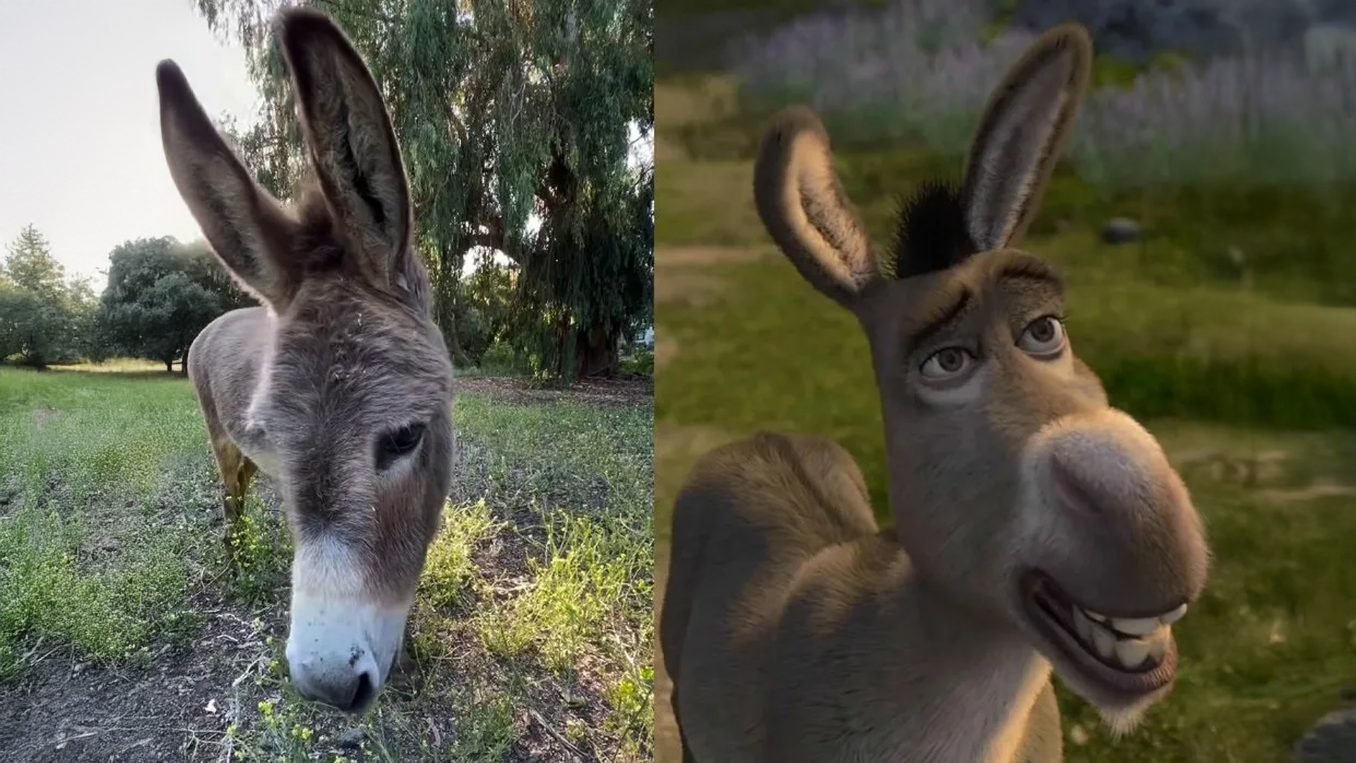 &#8220;Perry&#8221; el verdadero &#8220;Burro&#8221; de Shrek murió a los 30 años