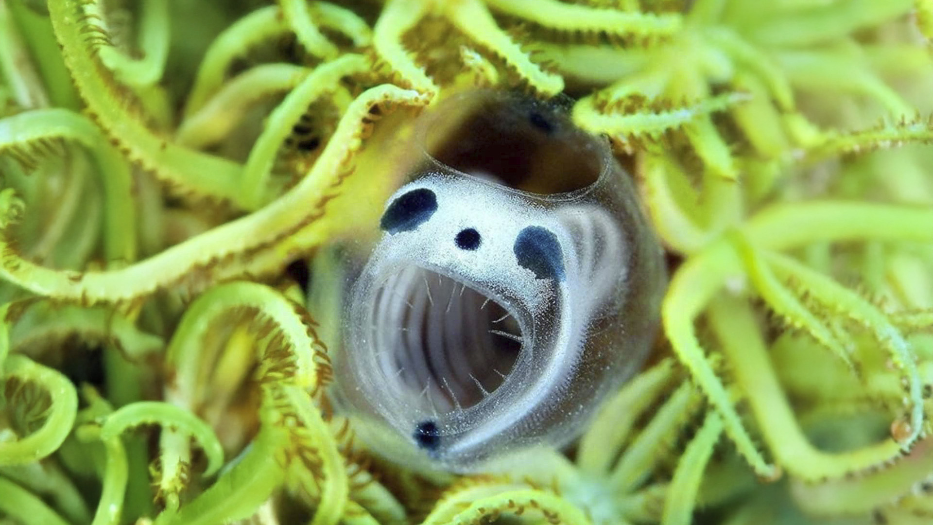 Descubren Esqueletos Panda Marinos en Japón