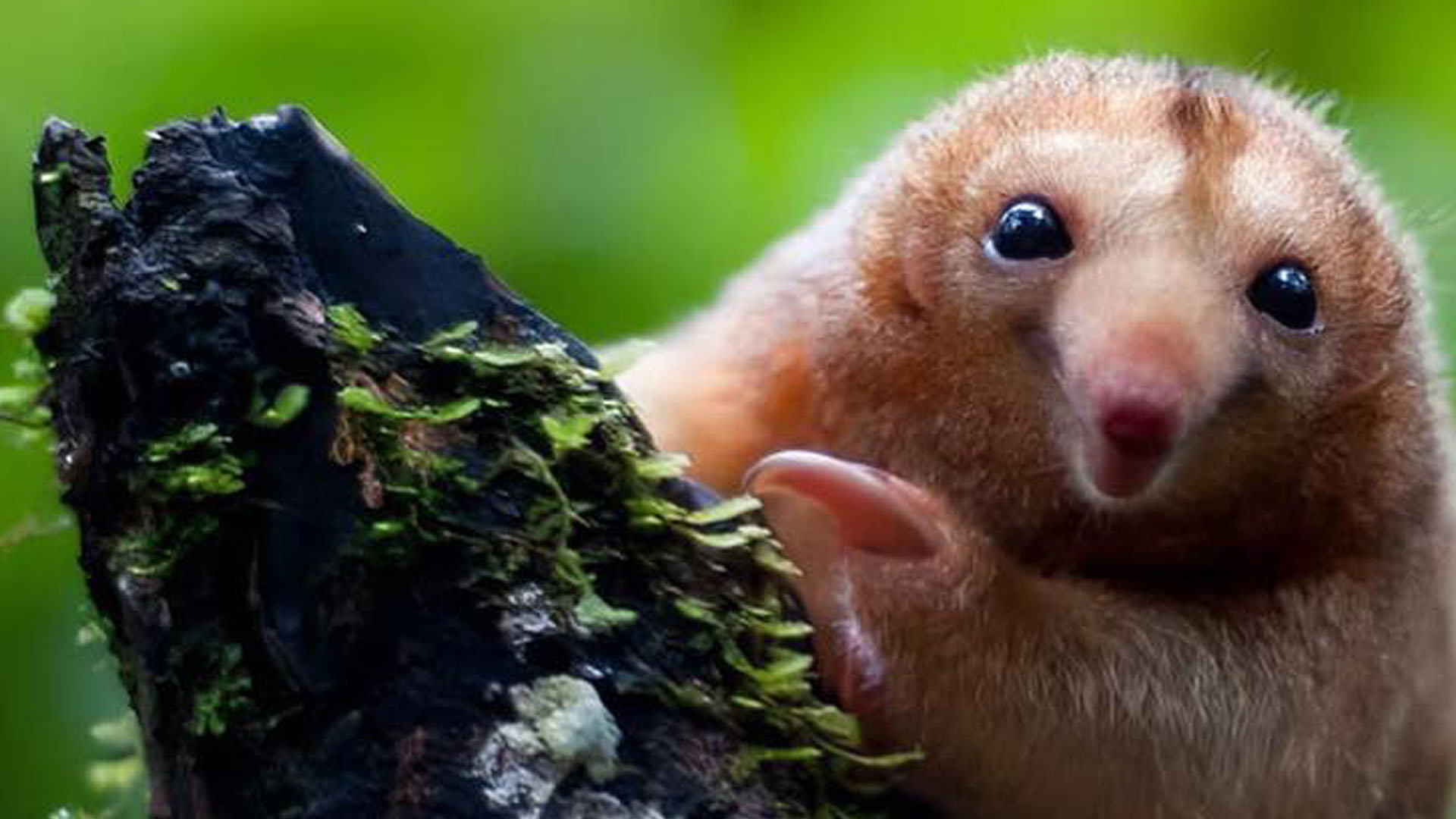 ¡Un tesoro oculto en la selva! Descubre al oso hormiguero sedoso