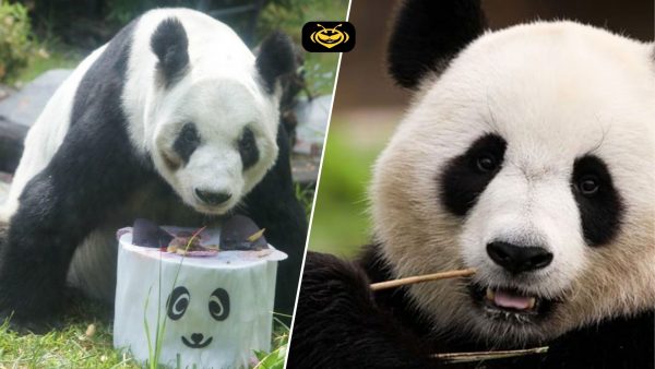 El cumpleaños de Xin Xin: 35 años de historia en Chapultepec