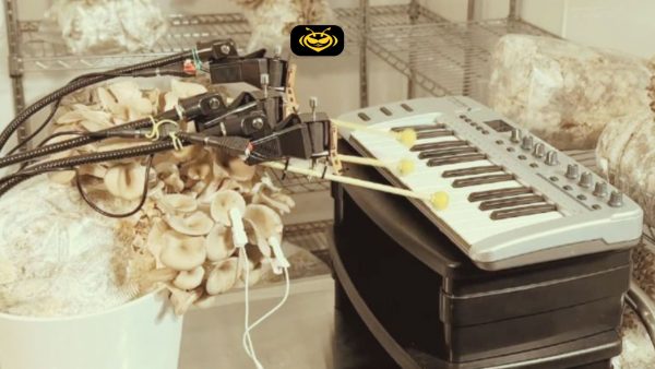 Hongos que hacen música: la ciencia detrás de los instrumentos controlados por setas